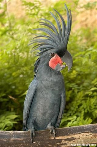 Palm Cockatoo - Click for enlargement