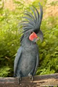Palm Cockatoo - Click for enlargement
